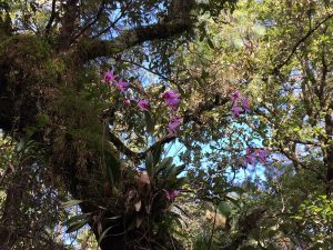 Wild epiphytic orchids in the Sierra Gorda