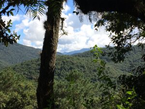 The Sierra Gorda forest are a biodiversity hot spot