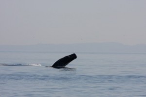 Sperm whale breaching